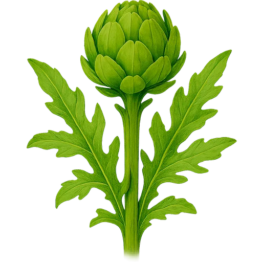 Globe Artichoke