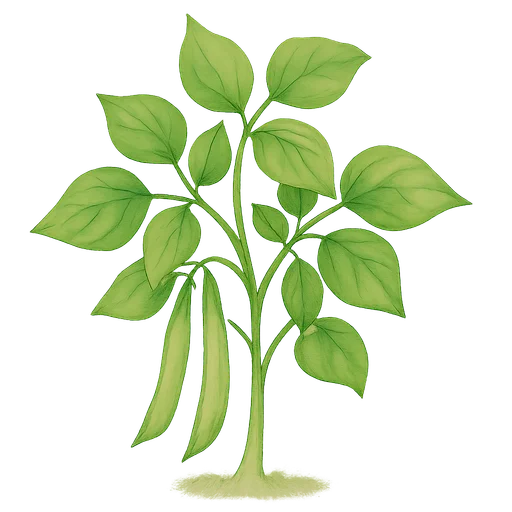 Bush Bean