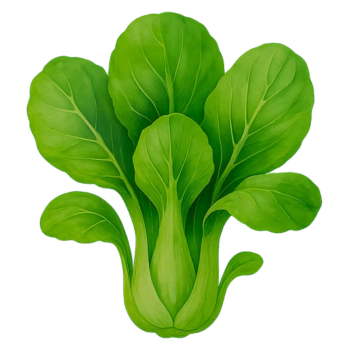 Bok Choy
