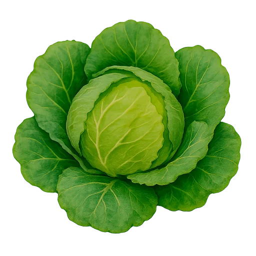 Cabbage