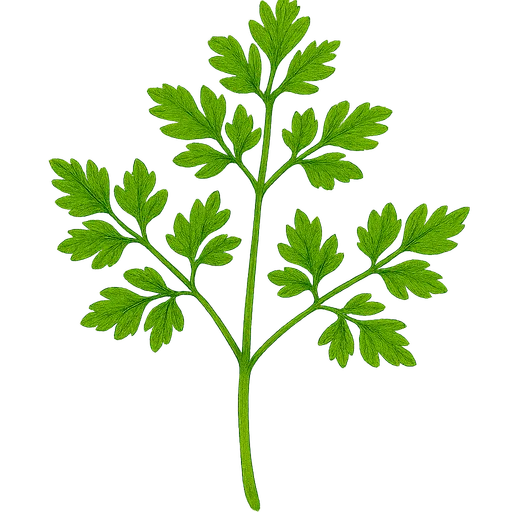 Chervil