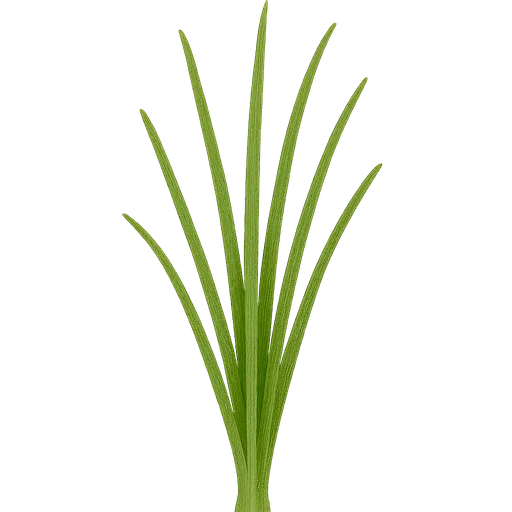 Chives