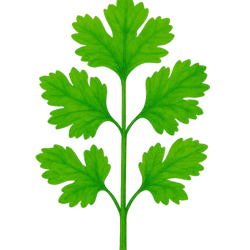 Cilantro
