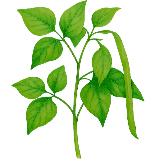 Cowpea