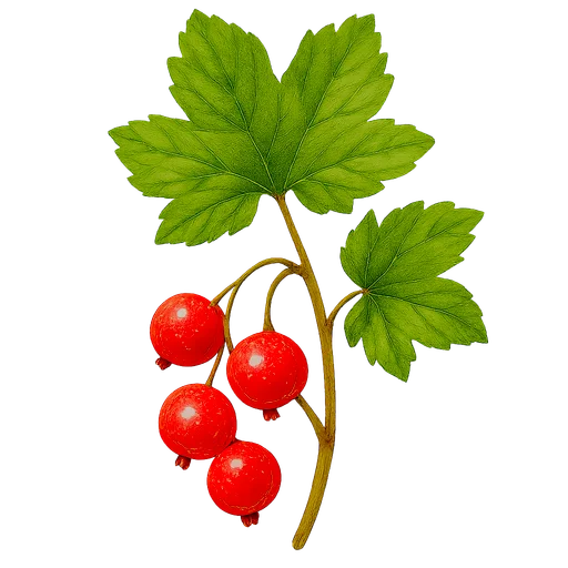 Currant
