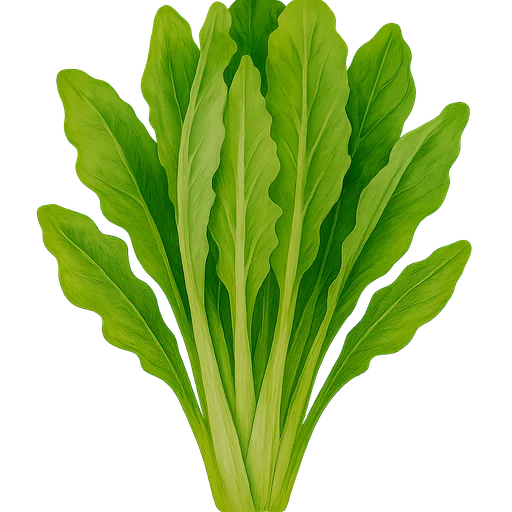 Endive