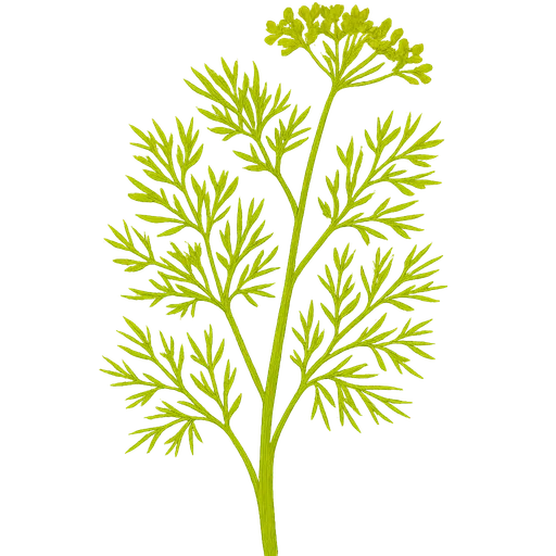 Fennel