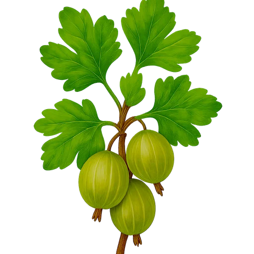 Gooseberry
