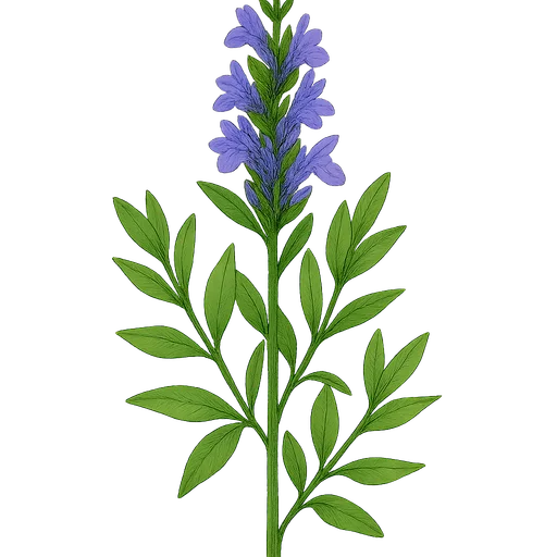 Hyssop
