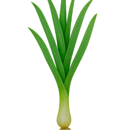Leek