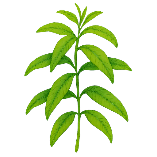 Lemon Verbena