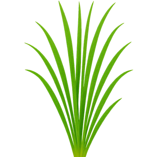 Lemongrass