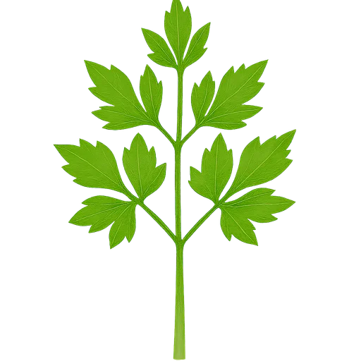 Lovage