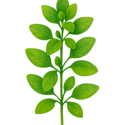 Marjoram