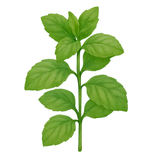 Mint