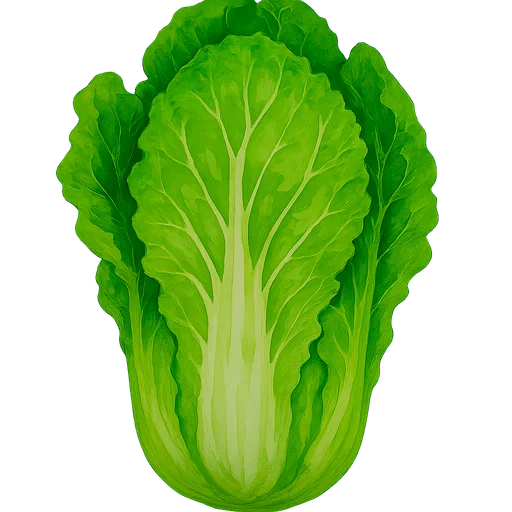 Napa Cabbage