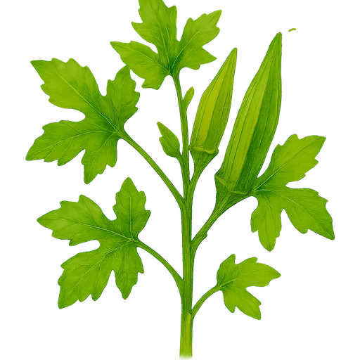 Okra