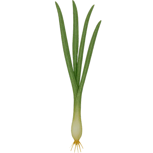 Scallion
