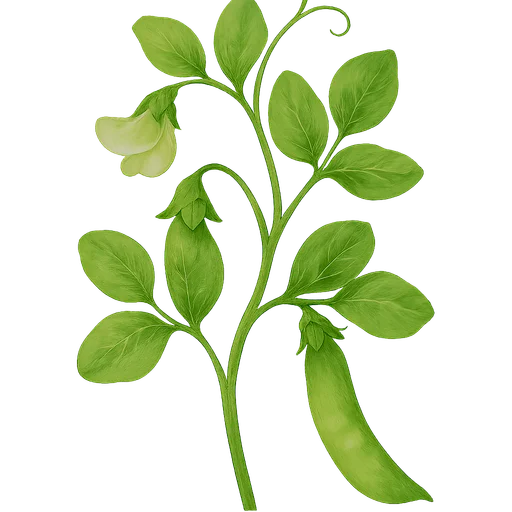 Snow Pea