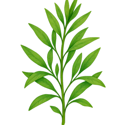 Tarragon