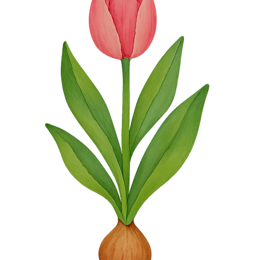 Tulip