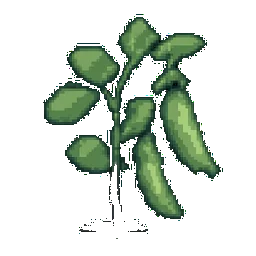 Austrian Winter Pea