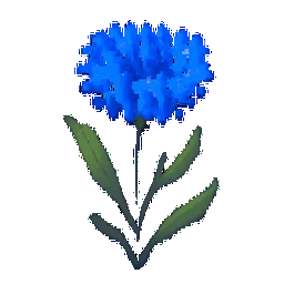 Bachelor's Button