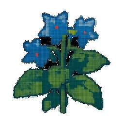 Borage