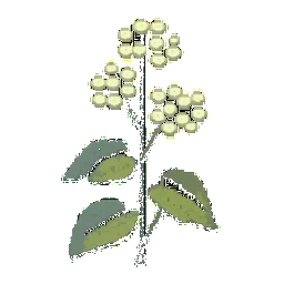 Buckwheat