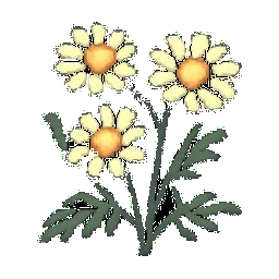 Chamomile