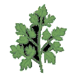 Chervil