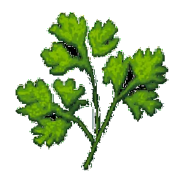Cilantro
