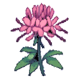 Cleome