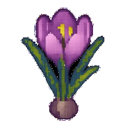 Crocus