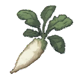 Daikon Radish
