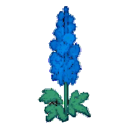 Delphinium