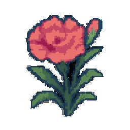 Dianthus