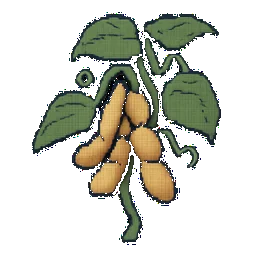 Dry/Shell Bean