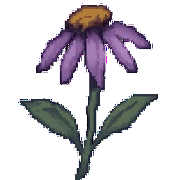 Echinacea