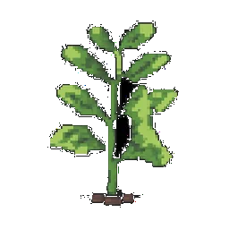 Fava Bean