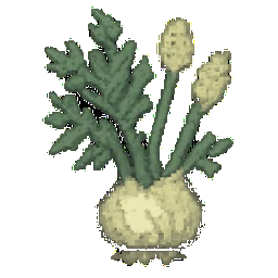 Fennel