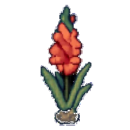 Gladiolus