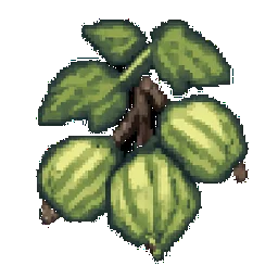 Gooseberry