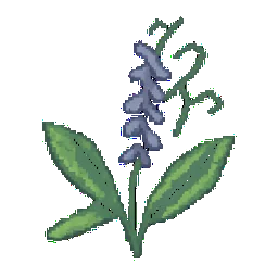 Hairy Vetch