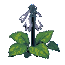 Hosta