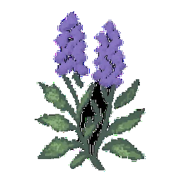 Hyssop