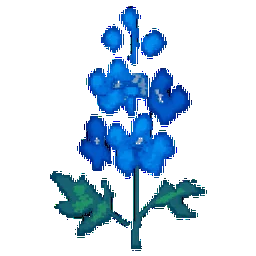 Larkspur
