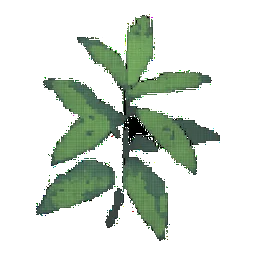 Lemon Verbena