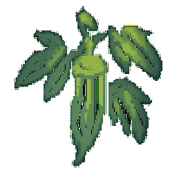 Okra
