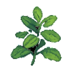 Oregano